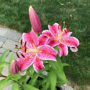 Meet your Posher, Shauna